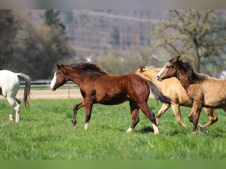 American Quarter Horse Hengst 2 Jahre 154 cm Brauner in Waldshut-Tiengen