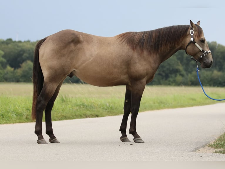 American Quarter Horse Hengst 2 Jahre 154 cm Buckskin in Elmenhorst