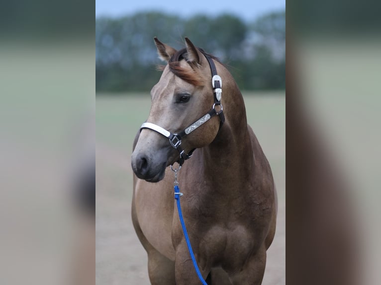 American Quarter Horse Hengst 2 Jahre 154 cm Buckskin in Elmenhorst