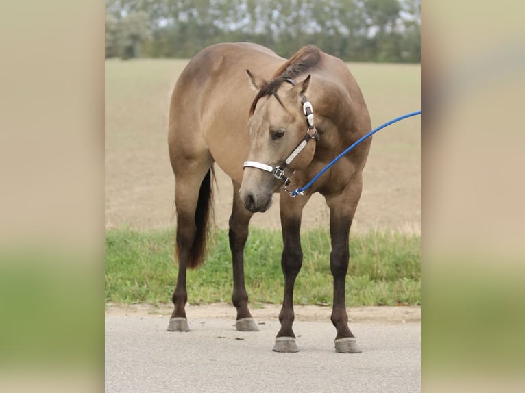 American Quarter Horse Hengst 2 Jahre 154 cm Buckskin in Elmenhorst