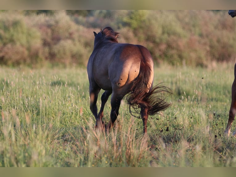 American Quarter Horse Hengst 2 Jahre 154 cm Buckskin in Elmenhorst