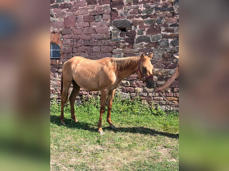 American Quarter Horse Hengst 2 Jahre 154 cm Red Dun in Reichelsheim