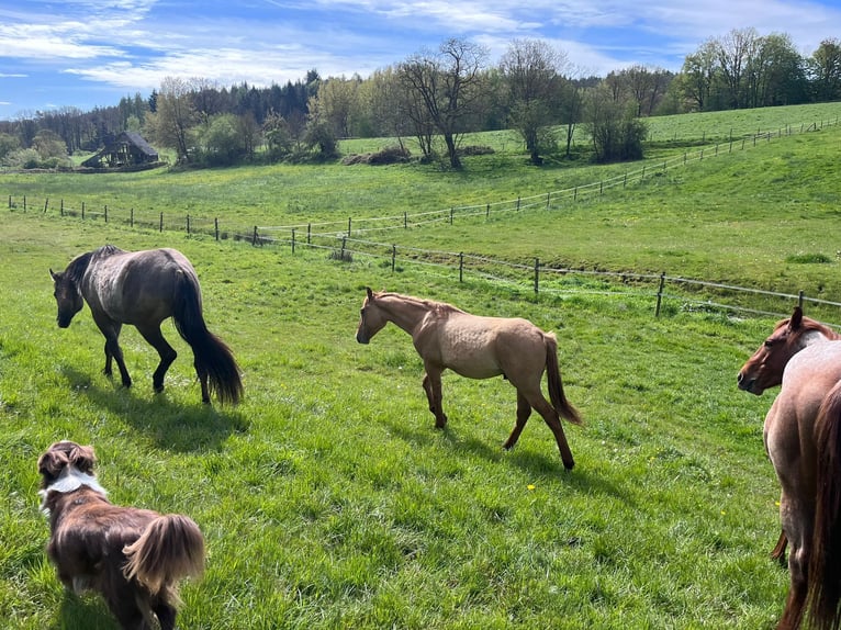 American Quarter Horse Hengst 2 Jahre 154 cm Red Dun in Reichelsheim
