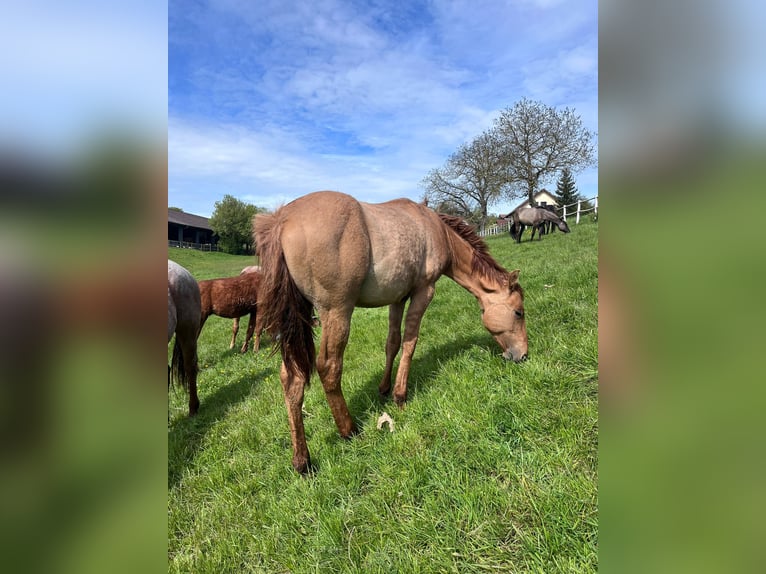 American Quarter Horse Hengst 2 Jahre 154 cm Red Dun in Reichelsheim