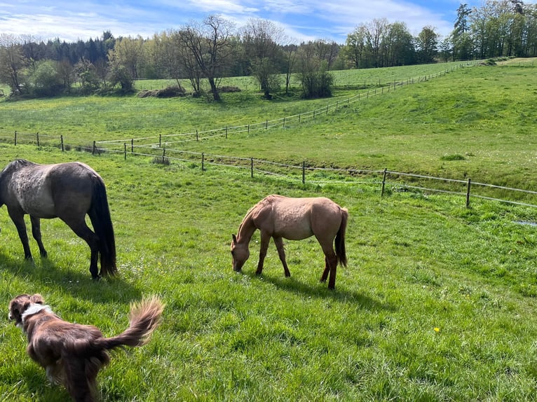 American Quarter Horse Hengst 2 Jahre 154 cm Red Dun in Reichelsheim