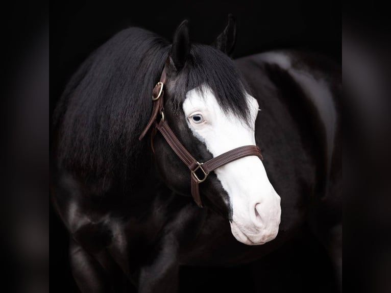 American Quarter Horse Hengst 2 Jahre 155 cm Blauschimmel in Děčín