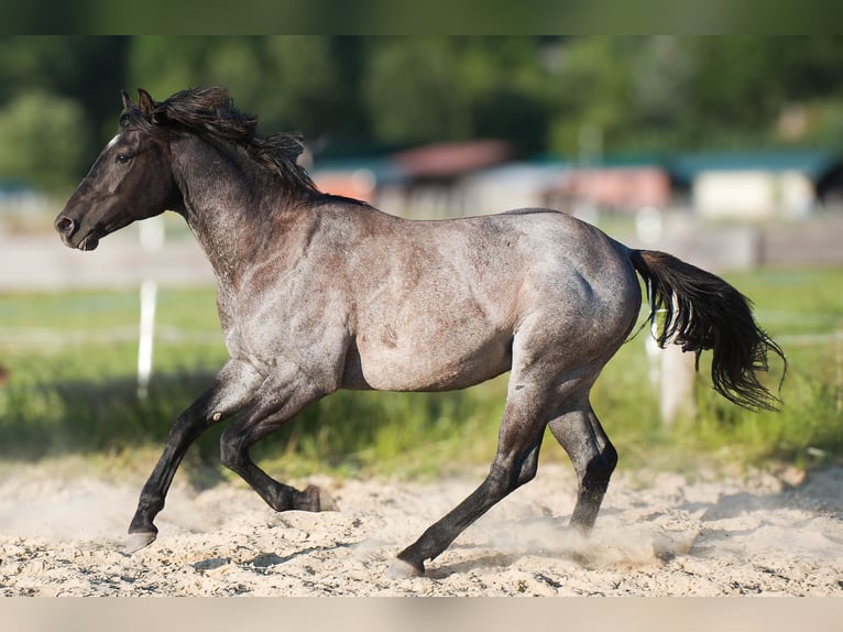 American Quarter Horse Hengst 2 Jahre 155 cm Blauschimmel in Děčín