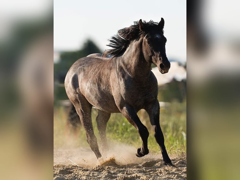 American Quarter Horse Hengst 2 Jahre 155 cm Blauschimmel in Děčín