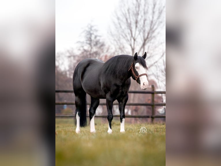 American Quarter Horse Hengst 2 Jahre 155 cm Blauschimmel in Děčín