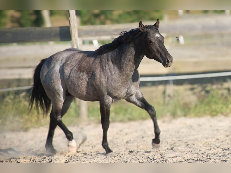 American Quarter Horse Hengst 2 Jahre 155 cm Blauschimmel in Děčín