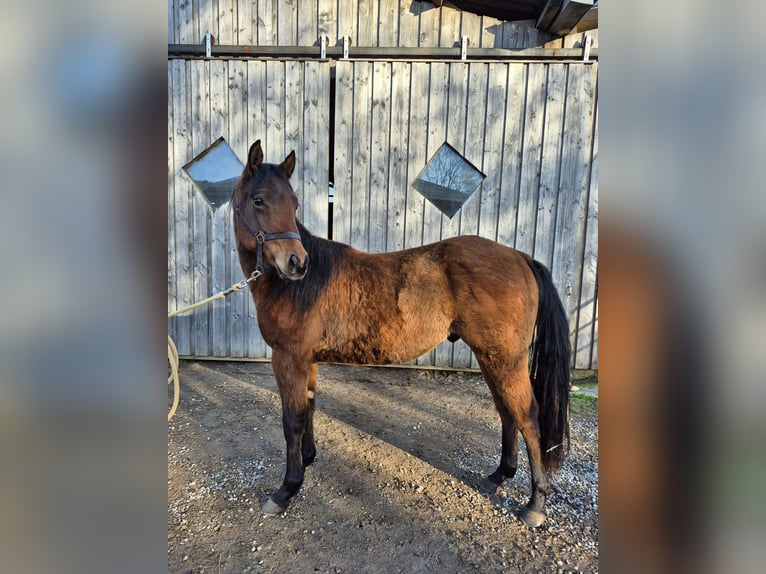 American Quarter Horse Hengst 2 Jahre 155 cm Brauner in Steinen
