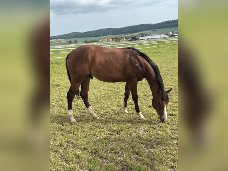 American Quarter Horse Hengst 2 Jahre 155 cm Brauner in Alfeld (Leine)