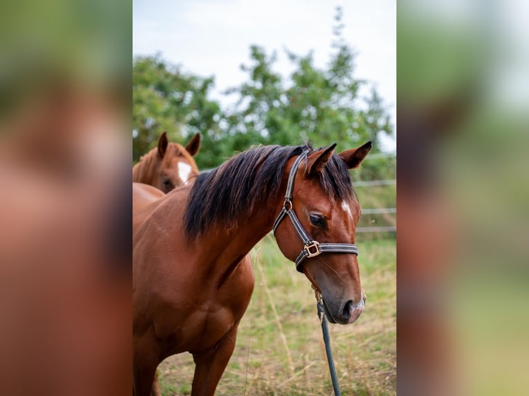 American Quarter Horse Hengst 2 Jahre 155 cm Brauner in Zeulenroda-Triebes