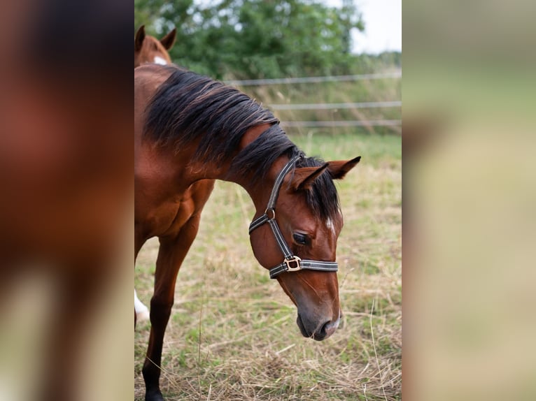 American Quarter Horse Hengst 2 Jahre 155 cm Brauner in Zeulenroda-Triebes