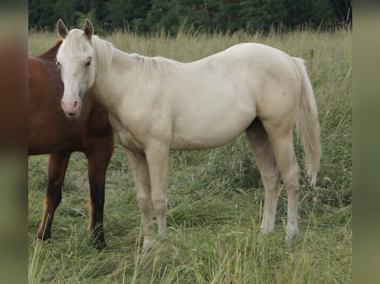 American Quarter Horse Hengst 2 Jahre 155 cm Palomino in Treuenbrietzen