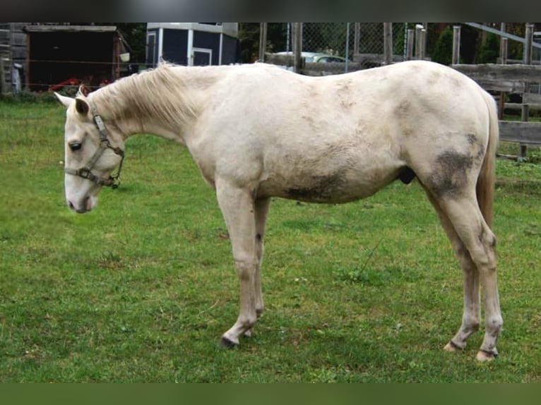 American Quarter Horse Hengst 2 Jahre 155 cm Palomino in Treuenbrietzen