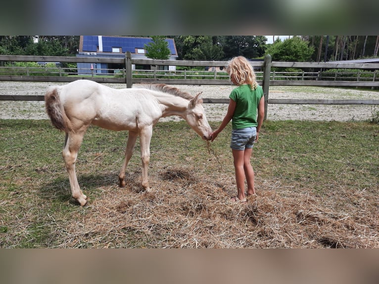 American Quarter Horse Hengst 2 Jahre 156 cm Champagne in Zoersel