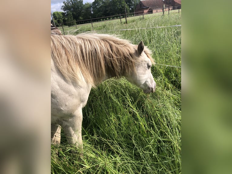 American Quarter Horse Hengst 2 Jahre 156 cm Champagne in Zoersel