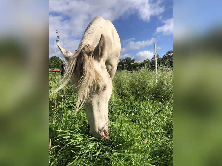 American Quarter Horse Hengst 2 Jahre 156 cm Champagne in Zoersel