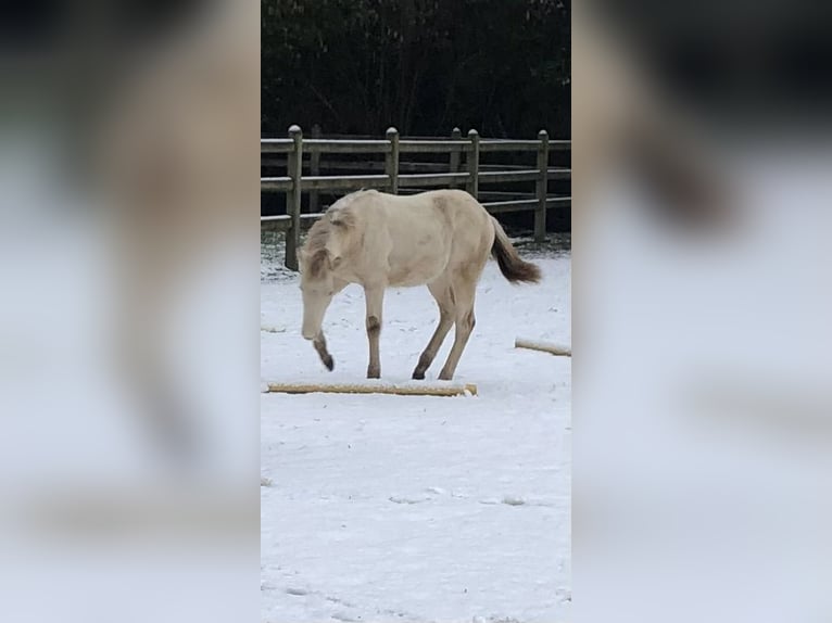 American Quarter Horse Hengst 2 Jahre 156 cm Champagne in Zoersel