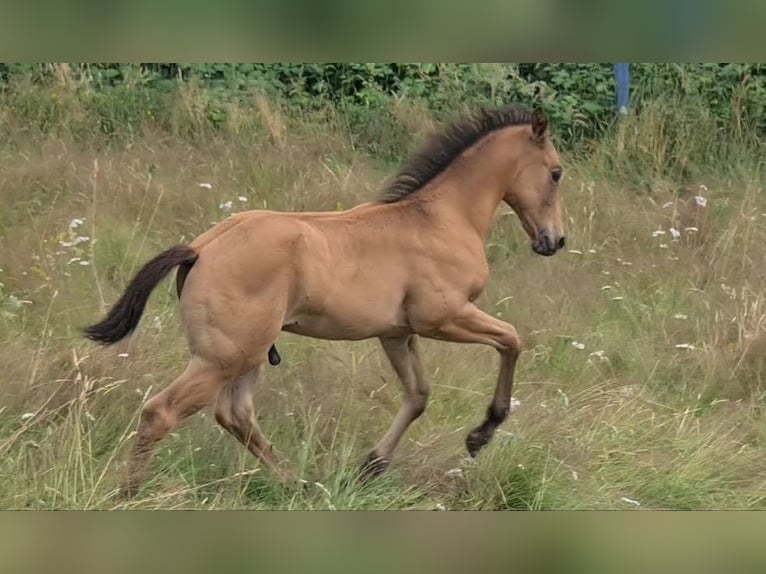 American Quarter Horse Hengst 2 Jahre 158 cm Buckskin in Langenbach