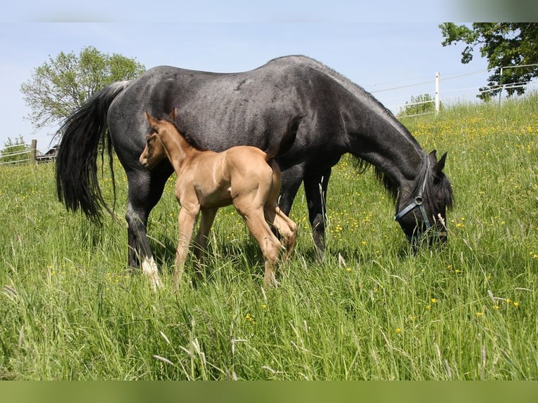 American Quarter Horse Hengst 2 Jahre 158 cm Buckskin in Langenbach