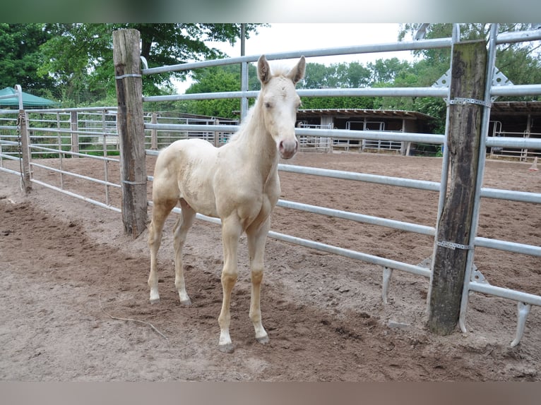 American Quarter Horse Hengst 2 Jahre 158 cm Champagne in Bückeburg Evesen