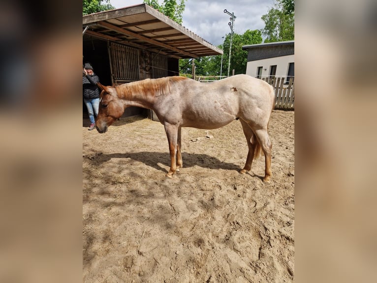 American Quarter Horse Hengst 2 Jahre 158 cm Roan-Red in Winsen (Aller)
