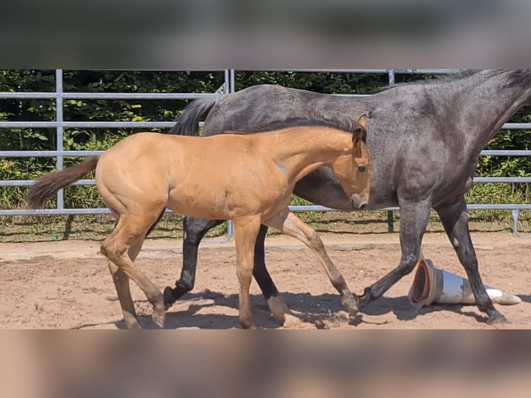 American Quarter Horse Hengst 2 Jahre 159 cm Buckskin in Langenbach
