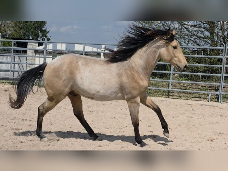 American Quarter Horse Hengst 2 Jahre 159 cm Buckskin in Langenbach