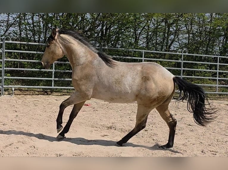 American Quarter Horse Hengst 2 Jahre 159 cm Buckskin in Langenbach