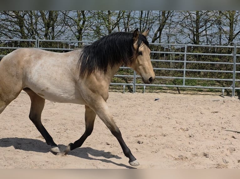 American Quarter Horse Hengst 2 Jahre 159 cm Buckskin in Langenbach
