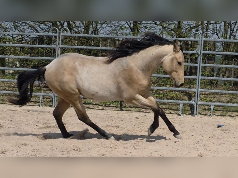 American Quarter Horse Hengst 2 Jahre 159 cm Buckskin in Langenbach