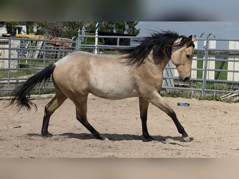 American Quarter Horse Hengst 2 Jahre 159 cm Buckskin in Langenbach