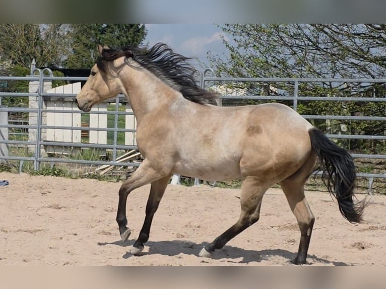 American Quarter Horse Hengst 2 Jahre 159 cm Buckskin in Langenbach