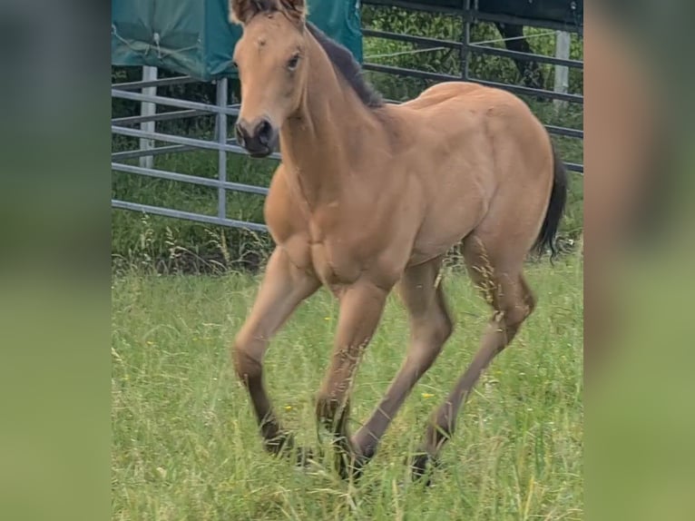 American Quarter Horse Hengst 2 Jahre 159 cm Buckskin in Langenbach