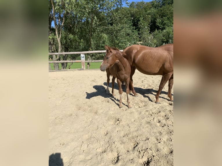 American Quarter Horse Hengst 2 Jahre 160 cm Dunkelfuchs in Rohrdorf