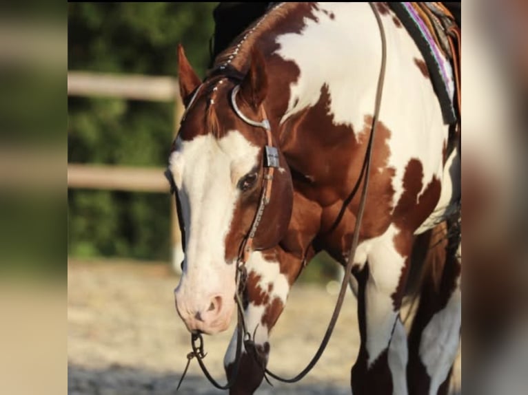 American Quarter Horse Hengst 2 Jahre 160 cm Fuchs in Lemgo