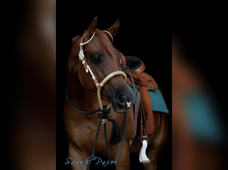 American Quarter Horse Hengst 2 Jahre 160 cm Fuchs in Lemgo