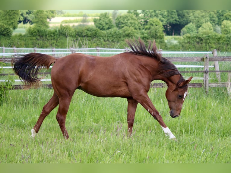 American Quarter Horse Hengst 2 Jahre 160 cm Fuchs in Lemgo