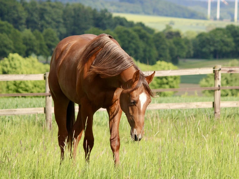 American Quarter Horse Hengst 2 Jahre 160 cm Fuchs in Lemgo