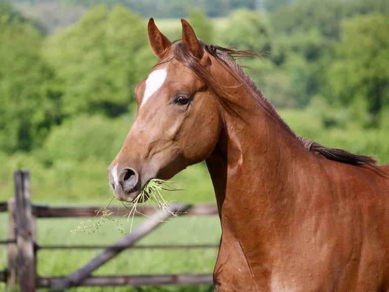 American Quarter Horse Hengst 2 Jahre 160 cm Fuchs in Lemgo