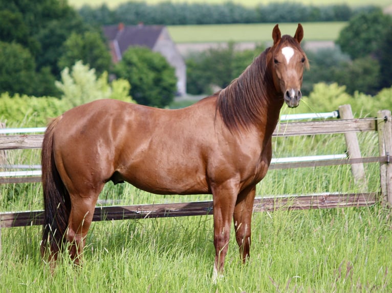 American Quarter Horse Hengst 2 Jahre 160 cm Fuchs in Lemgo