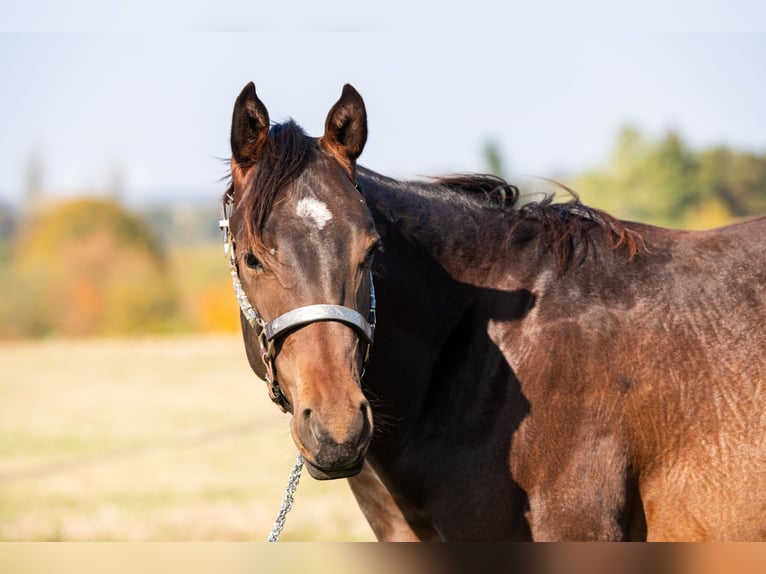 American Quarter Horse Hengst 2 Jahre 165 cm Brauner in Montigny Sur Avre