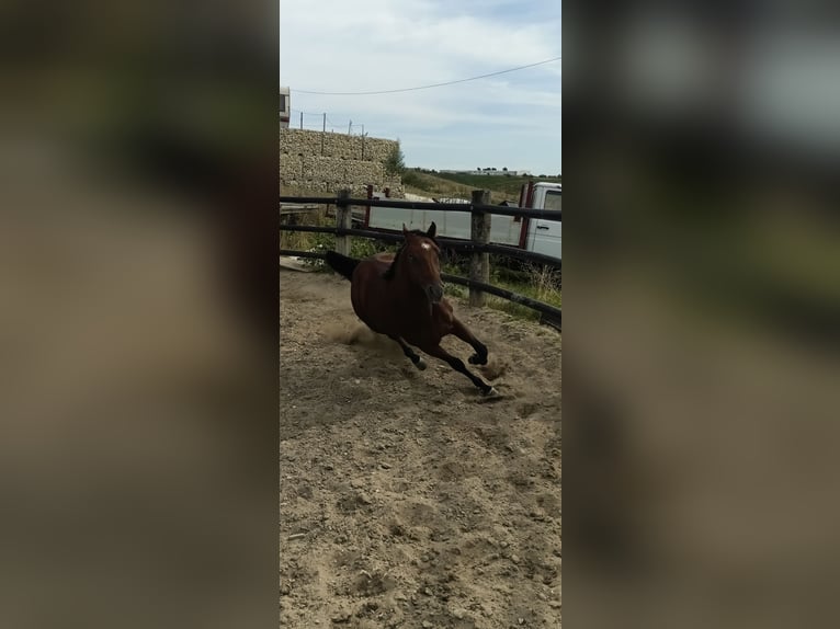 American Quarter Horse Hengst 2 Jahre Brauner in Casalincontrada American Quarter Horse Hengst 2 Jahre Brauner in Casalincontrada