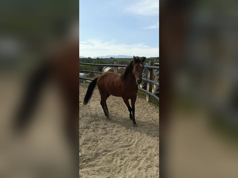 American Quarter Horse Hengst 2 Jahre Brauner in Casalincontrada American Quarter Horse Hengst 2 Jahre Brauner in Casalincontrada