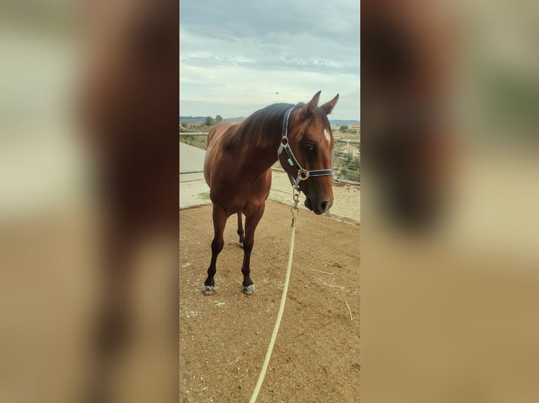 American Quarter Horse Hengst 2 Jahre Brauner in Casalincontrada American Quarter Horse Hengst 2 Jahre Brauner in Casalincontrada
