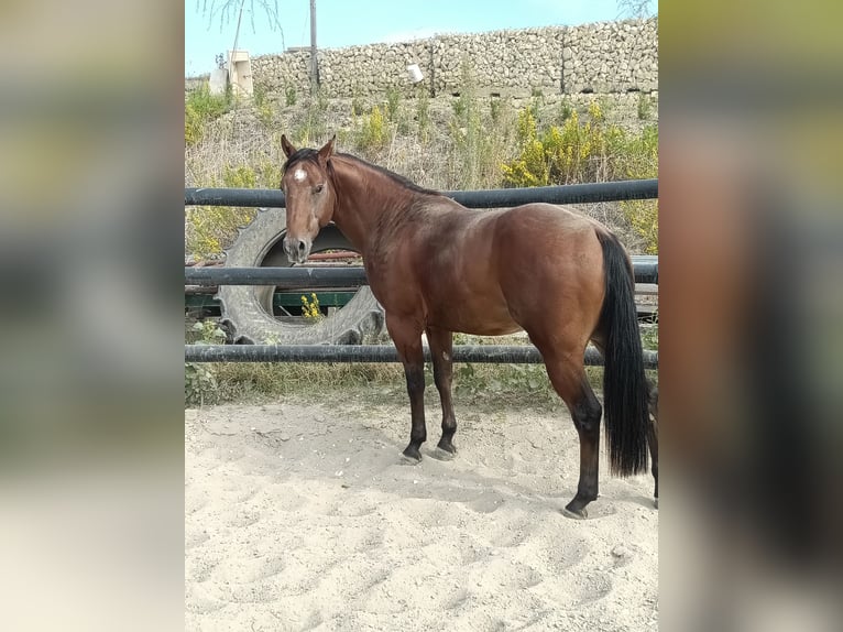 American Quarter Horse Hengst 2 Jahre Brauner in Casalincontrada American Quarter Horse Hengst 2 Jahre Brauner in Casalincontrada