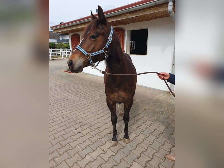 American Quarter Horse Hengst 2 Jahre Brauner in Hammersbach