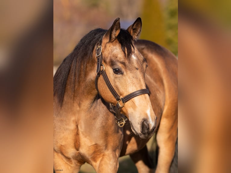 American Quarter Horse Hengst 2 Jahre Buckskin in Balingen